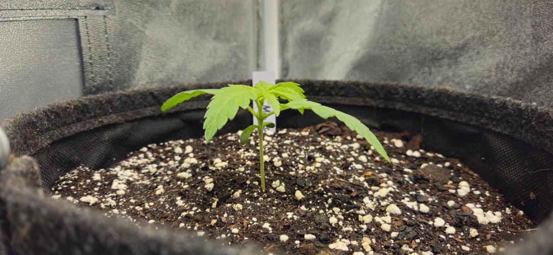 Grease Monkey 👀🤤🐒. Week 2