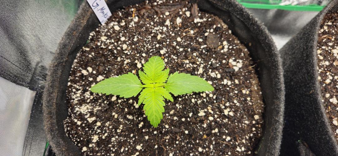 Grease Monkey 👀🤤🐒. Week 2