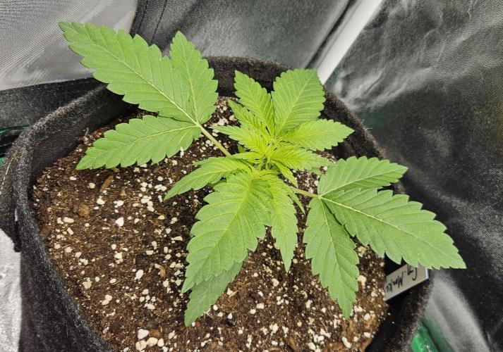 Grease Monkey 👀🤤🐒. Week 3