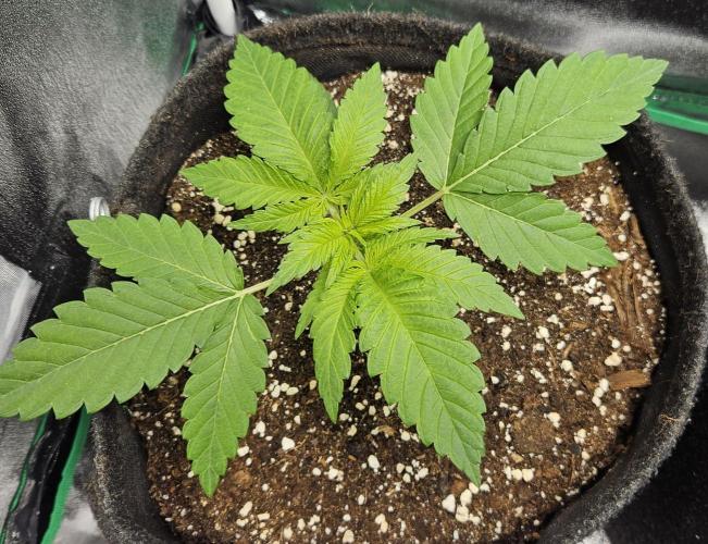 Grease Monkey 👀🤤🐒. Week 3