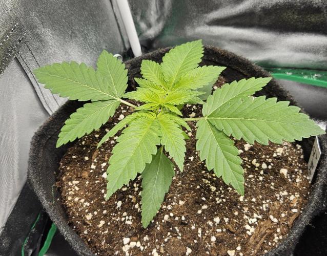 Grease Monkey 👀🤤🐒. Week 3