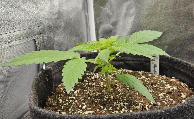 Grease Monkey 👀🤤🐒. Week 3