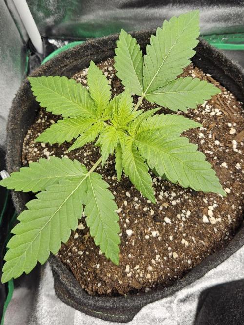 Grease Monkey 👀🤤🐒. Week 3