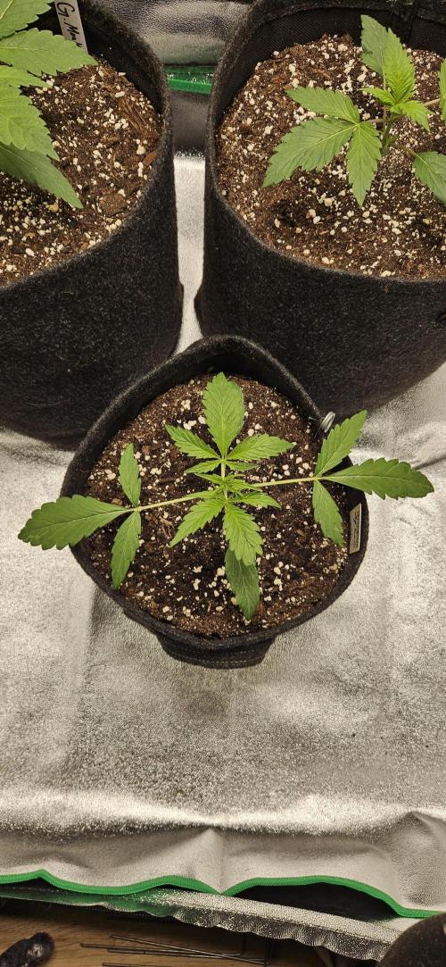 Malasana Gelato 🍨🍦. Week 3