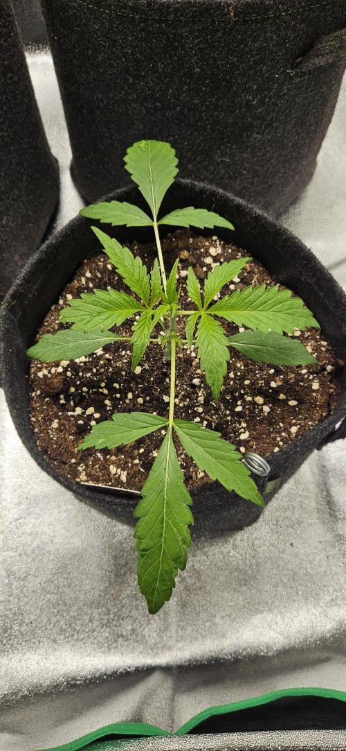 Malasana Gelato 🍨🍦. Week 3