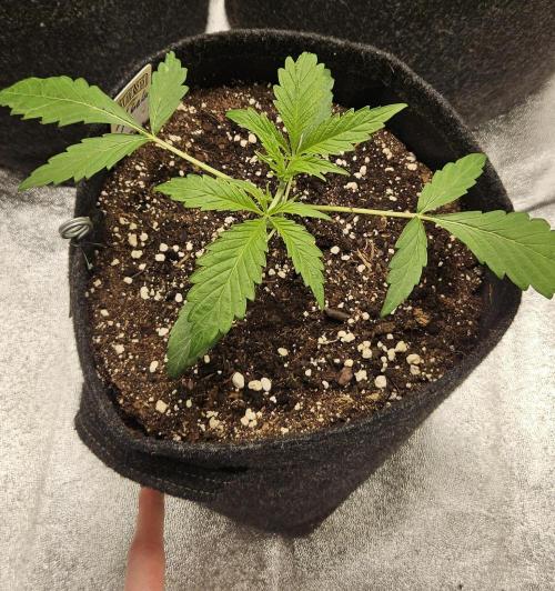 Malasana Gelato 🍨🍦. Week 3