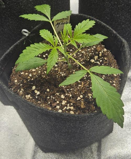 Malasana Gelato 🍨🍦. Week 3