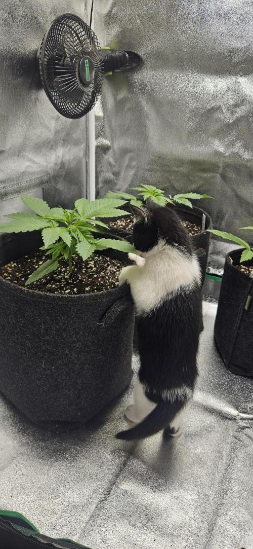 Grease Monkey 👀🤤🐒. Week 3 - Mein kleiner Inspektor.