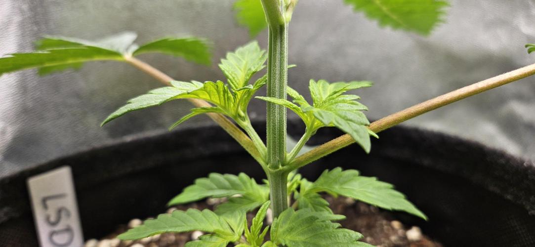 LSD 🌞🍭🌈. Week 4