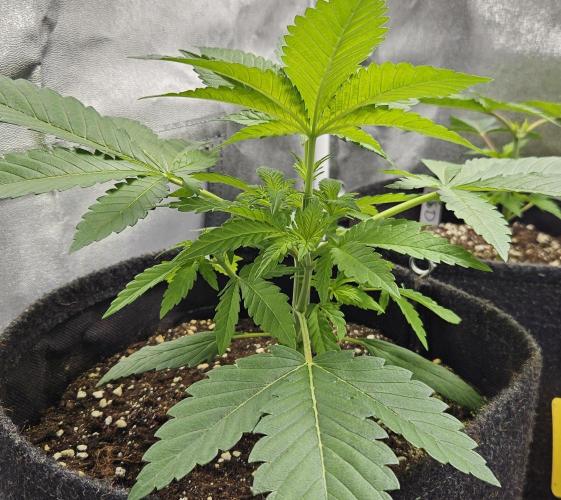 Grease Monkey 👀🤤🐒. Week 4