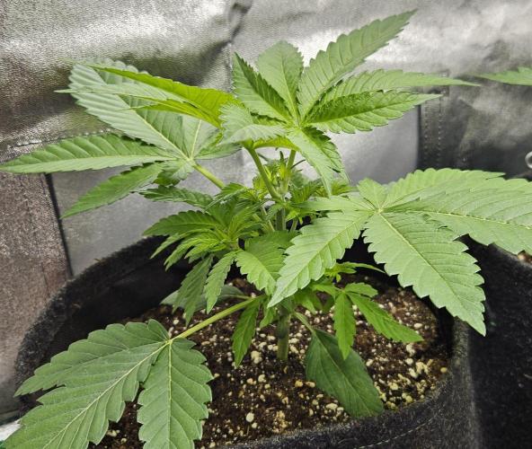 Grease Monkey 👀🤤🐒. Week 4