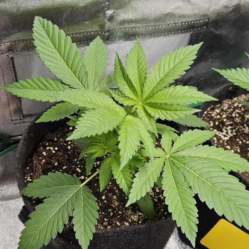 Grease Monkey 👀🤤🐒. Week 4