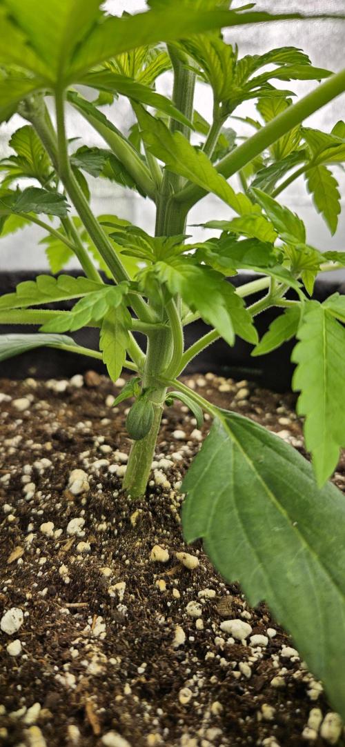 Grease Monkey 👀🤤🐒. Week 4