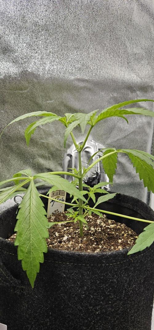 Malasana Gelato 🍨🍦. Week 4