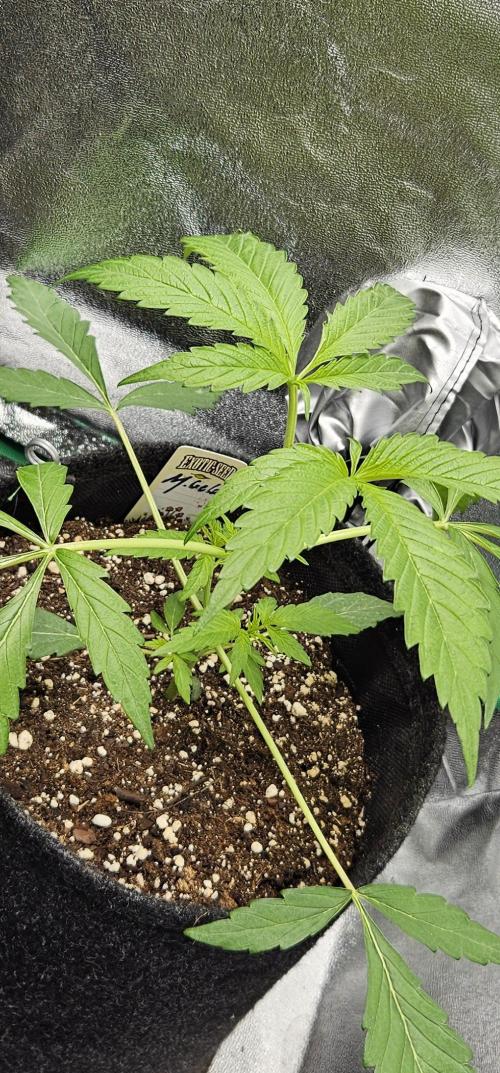 Malasana Gelato 🍨🍦. Week 4