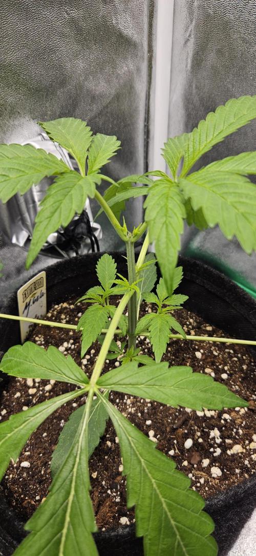 Malasana Gelato 🍨🍦. Week 4