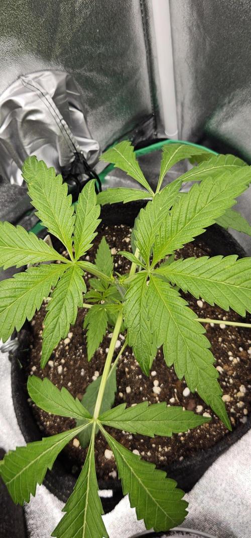 Malasana Gelato 🍨🍦. Week 4