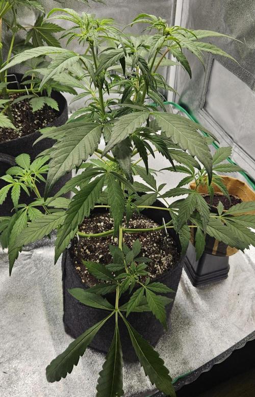 Malasana Gelato 🍨🍦. Week 7