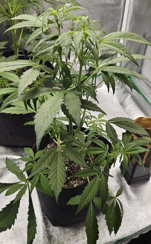 Malasana Gelato 🍨🍦. Week 7