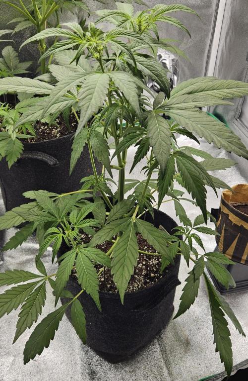 Malasana Gelato 🍨🍦. Week 7