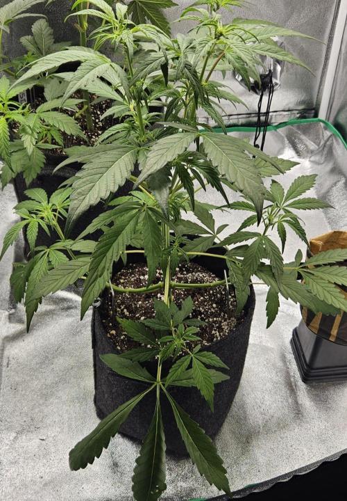 Malasana Gelato 🍨🍦. Week 7