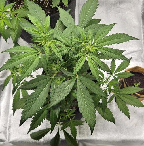 Malasana Gelato 🍨🍦. Week 7