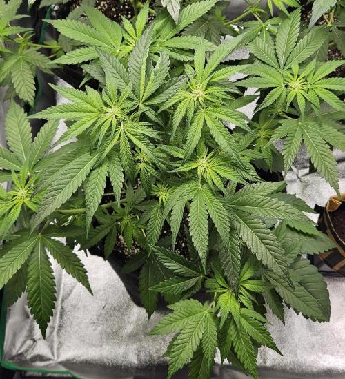 Grease Monkey 👀🤤🐒. Week 7