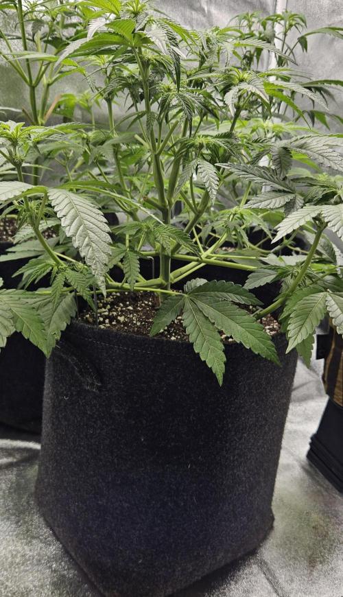 Grease Monkey 👀🤤🐒. Week 7