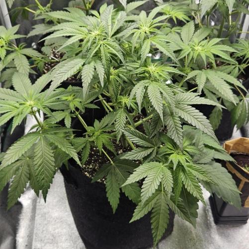 Grease Monkey 👀🤤🐒. Week 7