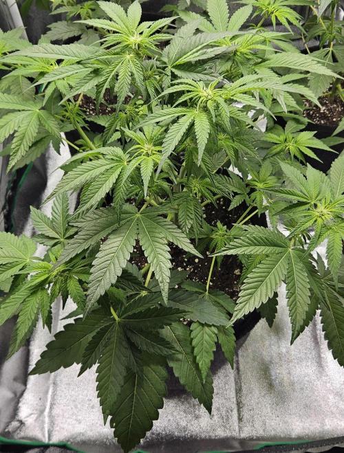 Grease Monkey 👀🤤🐒. Week 7