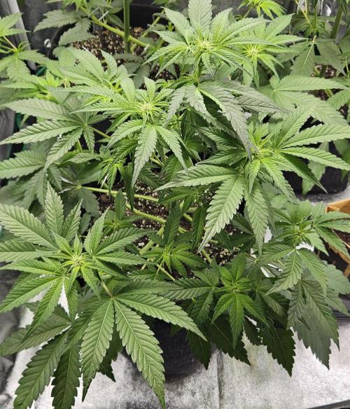 Grease Monkey 👀🤤🐒. Week 7