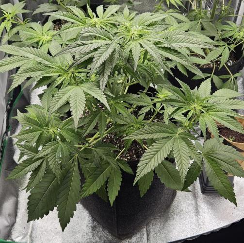 Grease Monkey 👀🤤🐒. Week 7