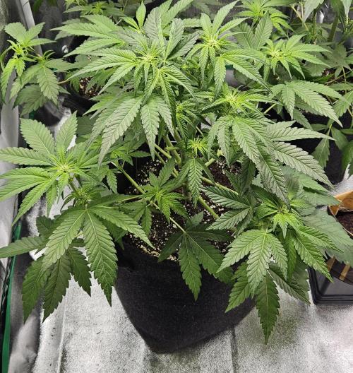 Grease Monkey 👀🤤🐒. Week 7