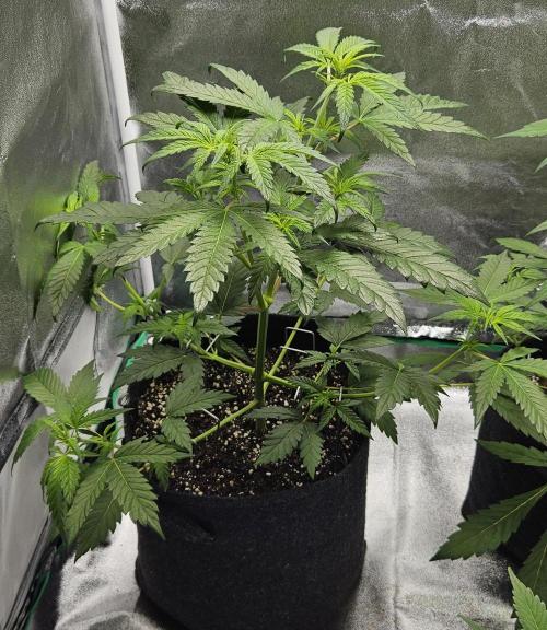 LSD 🌞🍭🌈. Week 7