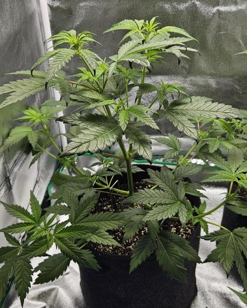 LSD 🌞🍭🌈. Week 7