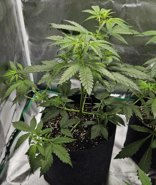 LSD 🌞🍭🌈. Week 7