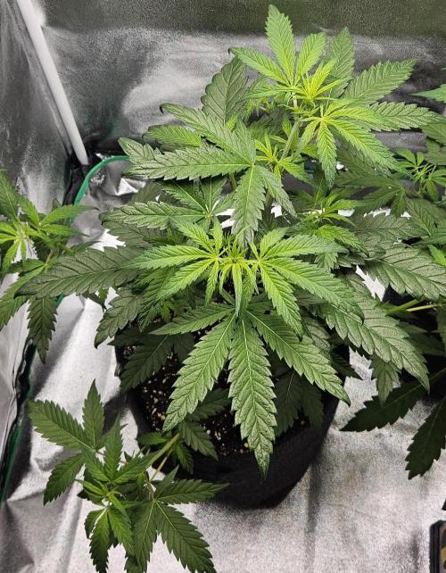 LSD 🌞🍭🌈. Week 7