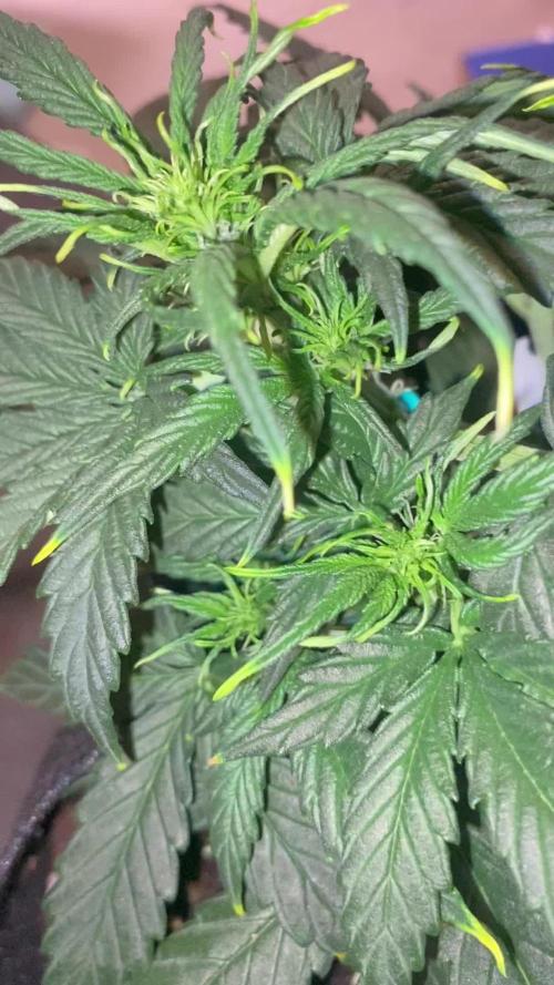 Auto Candy Bubatz XL
