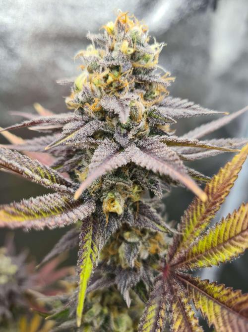 VzH / Citrus Companion EST : 2026. Week 8