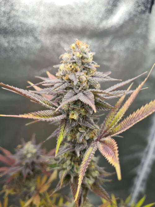 VzH / Citrus Companion EST : 2026. Week 8