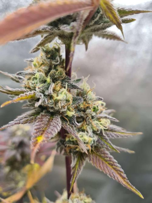 VzH / Citrus Companion EST : 2026. Week 8