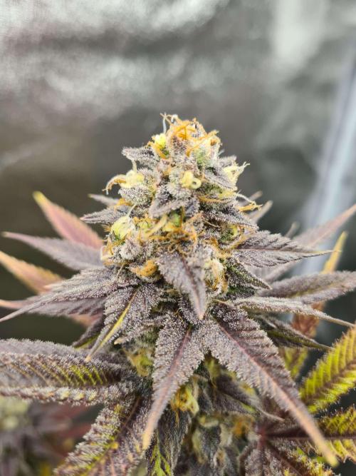 VzH / Citrus Companion EST : 2026. Week 8