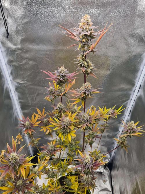 VzH / Citrus Companion EST : 2026. Week 8