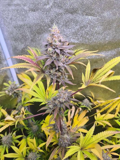 VzH / Cookies Companion EST : 2026. Week 8