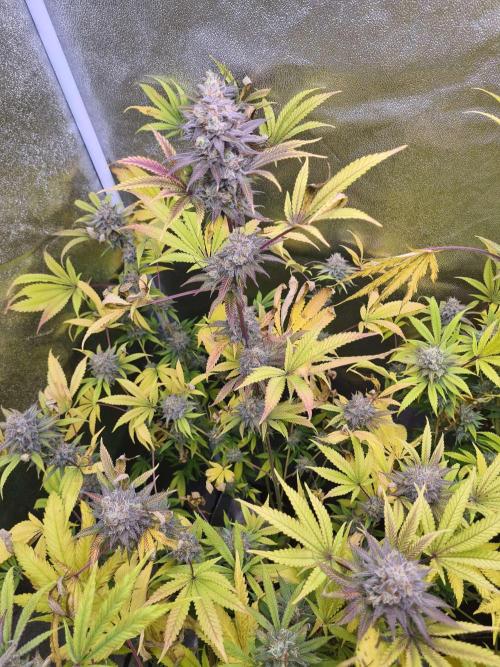 VzH / Cookies Companion EST : 2026. Week 8