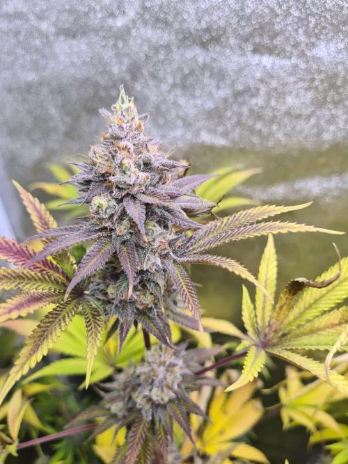 VzH / Cookies Companion EST : 2026. Week 8