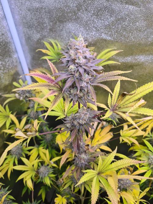 VzH / Cookies Companion EST : 2026. Week 8