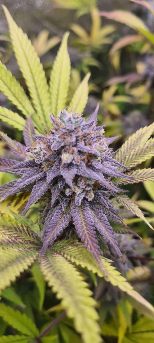 VzH / Cookies Companion EST : 2026. Week 8