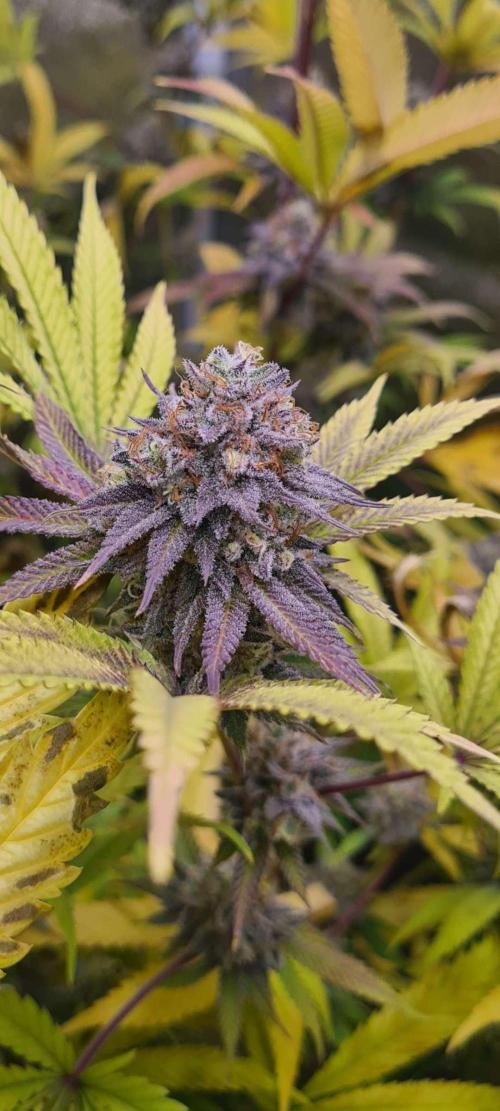 VzH / Cookies Companion EST : 2026. Week 8