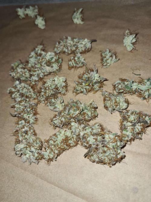 RQS / Sweet,zz Auto ✔️. Week 11